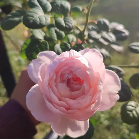 Дом отдыха La Casa Di Stefania Loft *