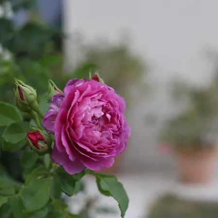 La Casa Di Stefania Loft בית נופש *