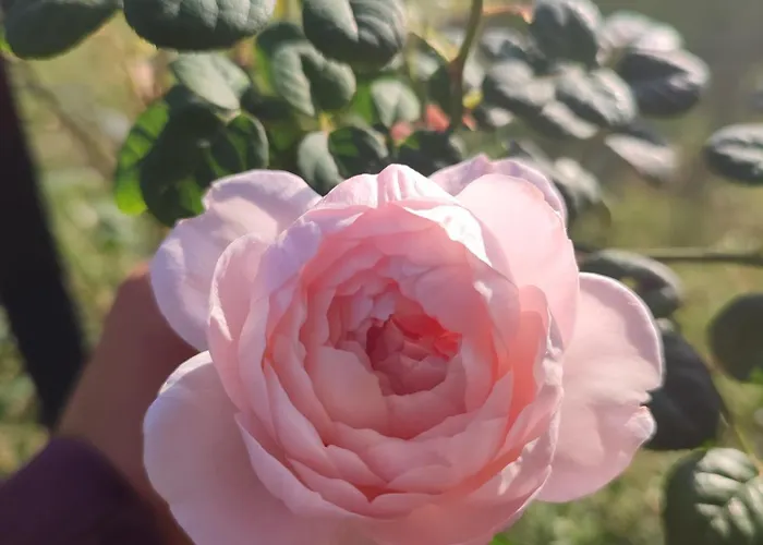 Сasa de vacaciones La Casa Di Stefania Loft *